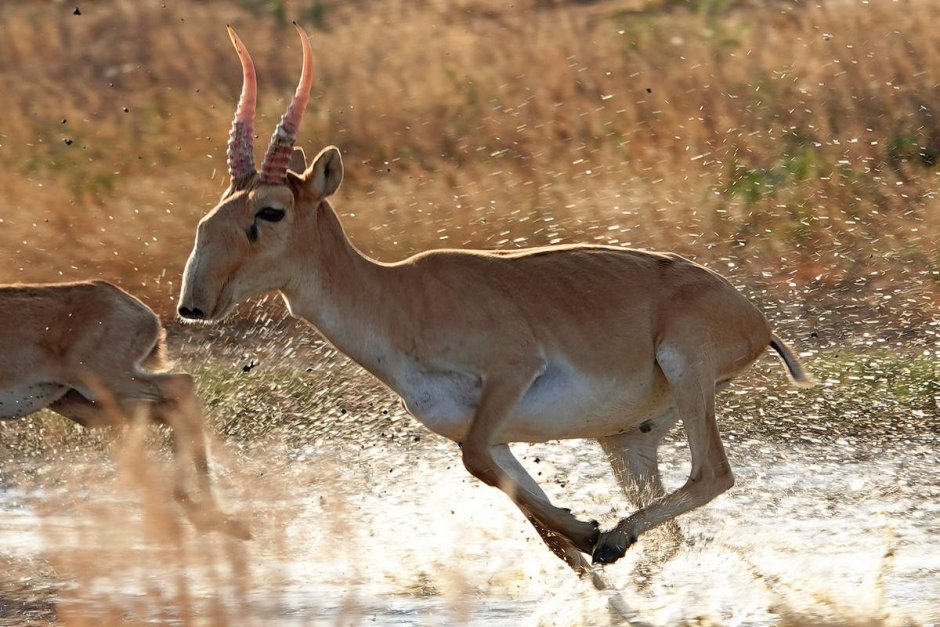 Сайга антилопа