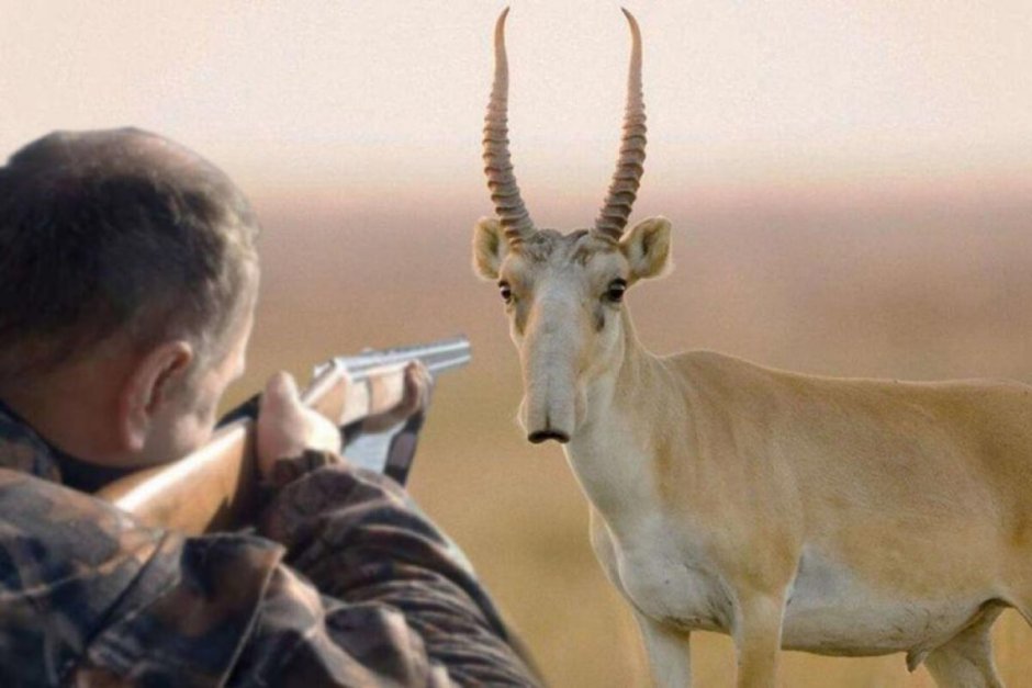 Сайга (Сайгак)