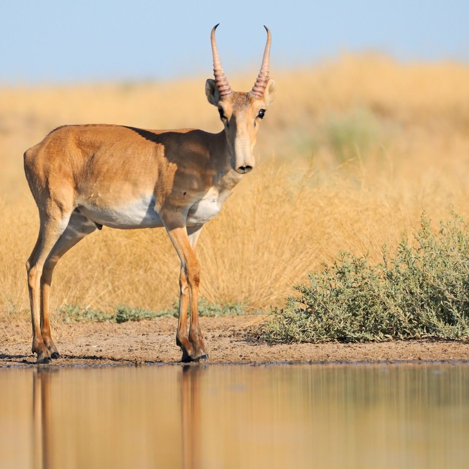 Сайга (Сайгак)