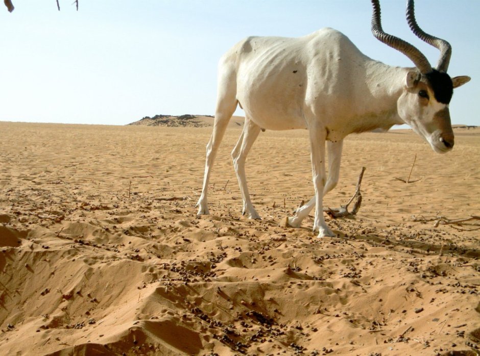 П хота на сайгагов в Казахстане