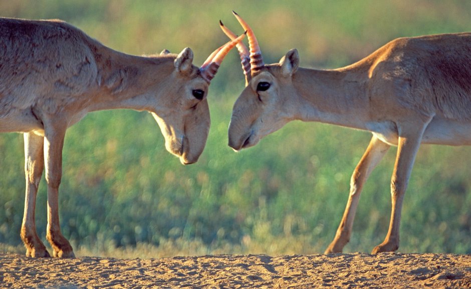 Антилопа вилорог Северная Америка