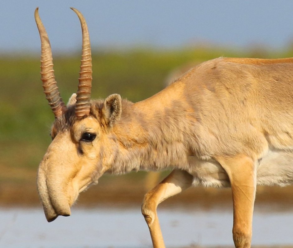 Сайгак Монголия