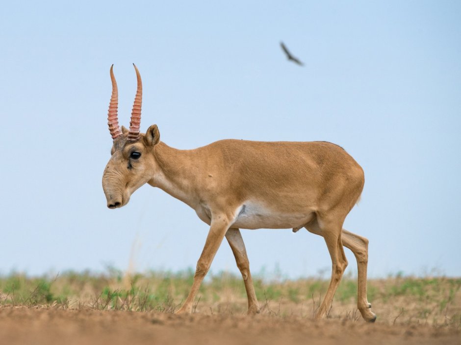 Заповедник черные земли Сайгак