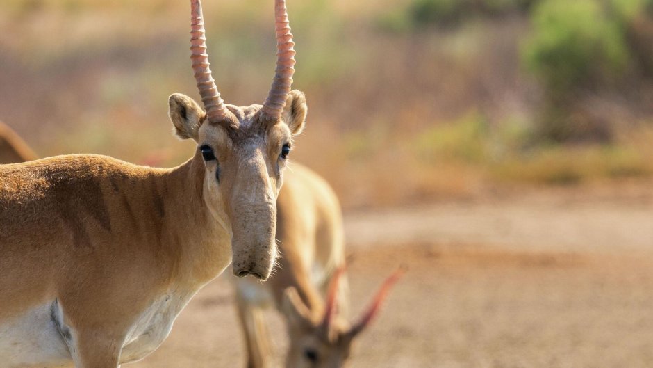 Тундра Сайгак
