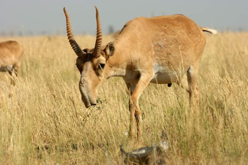 Сайга (Сайгак)