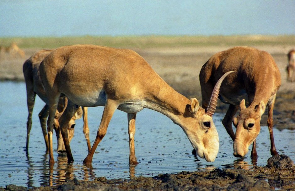 Антилопа с хоботом