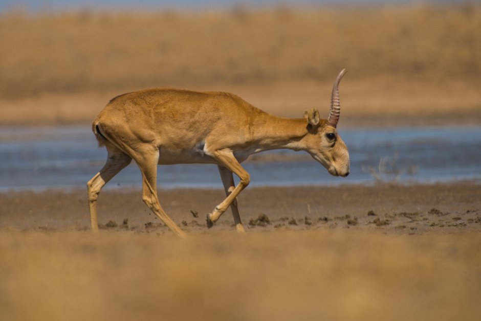 Астраханский Степной Сайгак