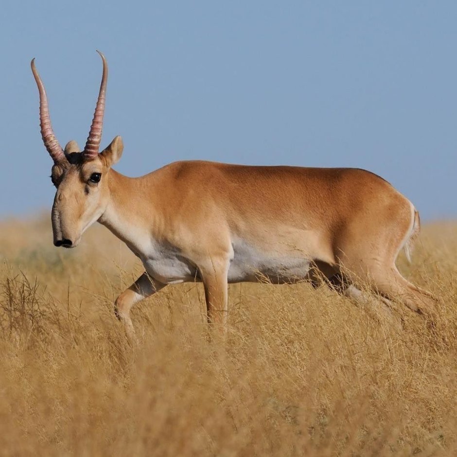 Аддакс Африканская антилопа