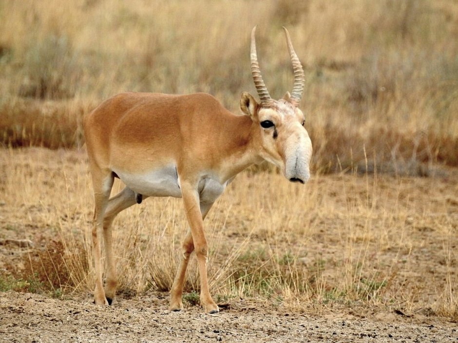 Астраханский Сайгак
