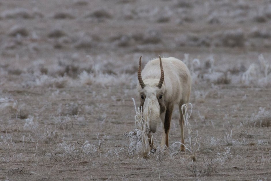 Заповедник Сайгак