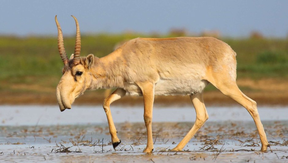 Сайгак древняя антилопа