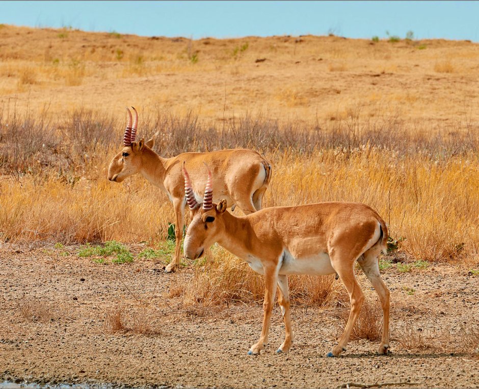 Сайгак Каракалпакстан