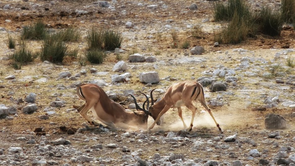 Степная антилопа Сайгак