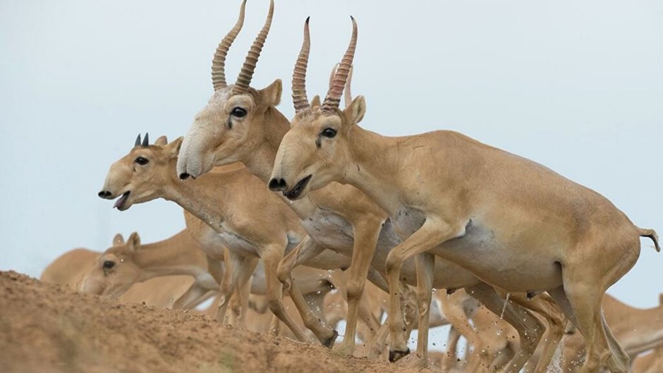 Сайгаки в Калмыкии