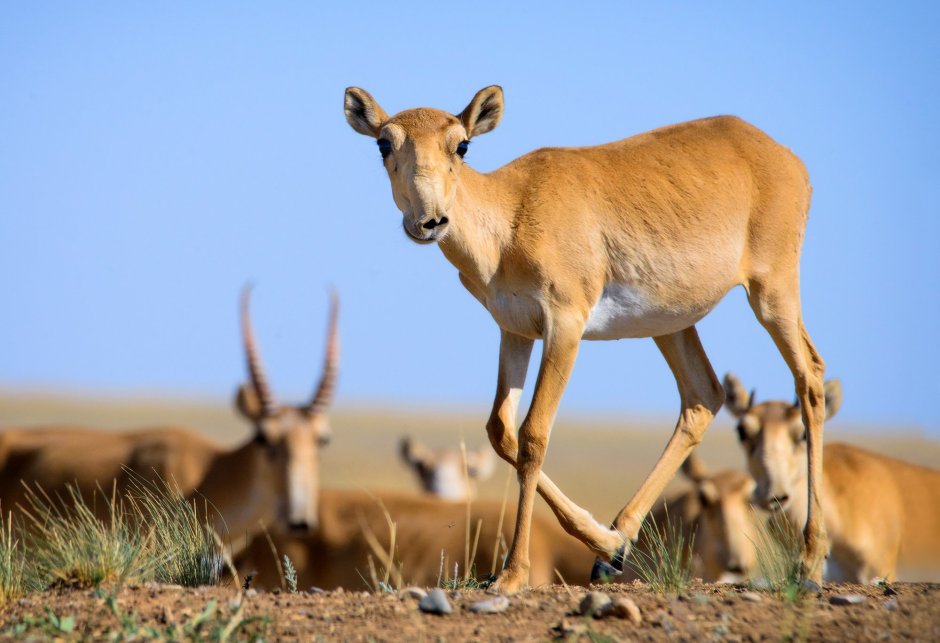 Сайга антилопа
