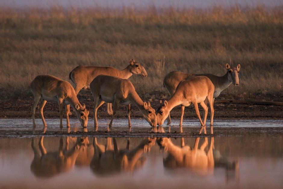 Заповедник Джейран Узбекистан