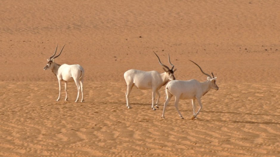 Сайга (Сайгак)