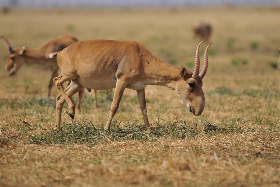 Дальневосточный Сайгак