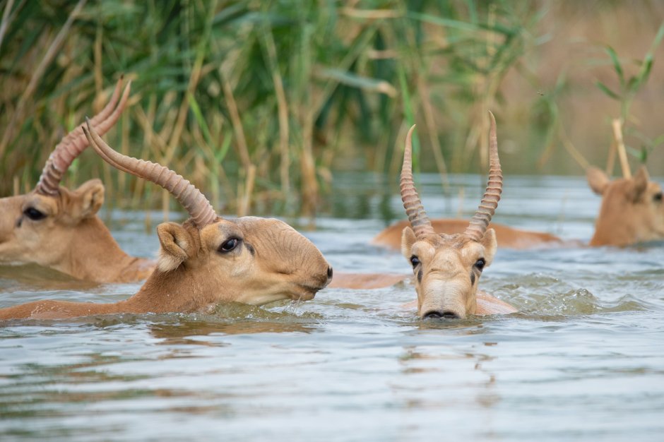 Дубай Орикс антилопа