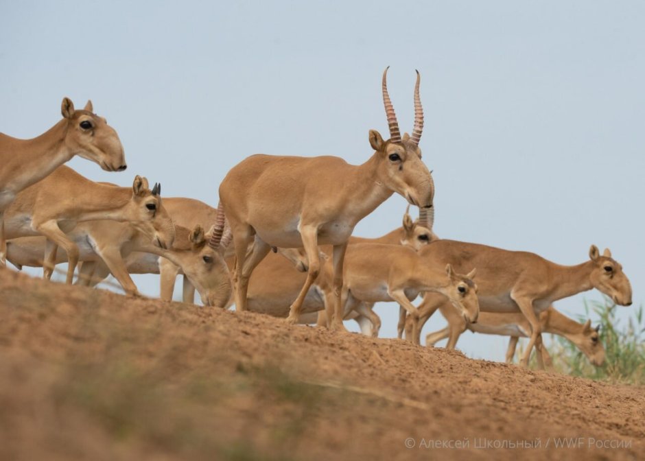 Сайга (Сайгак)