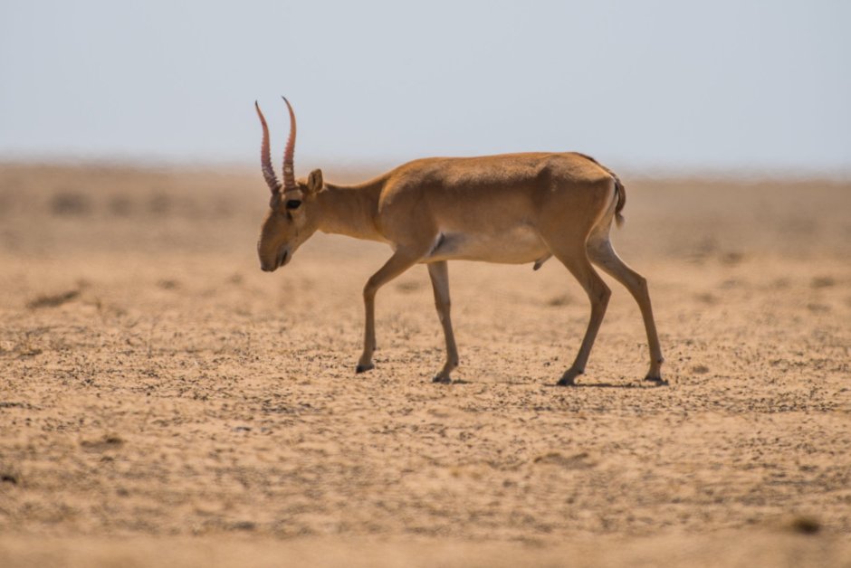 Степная антилопа Сайгак