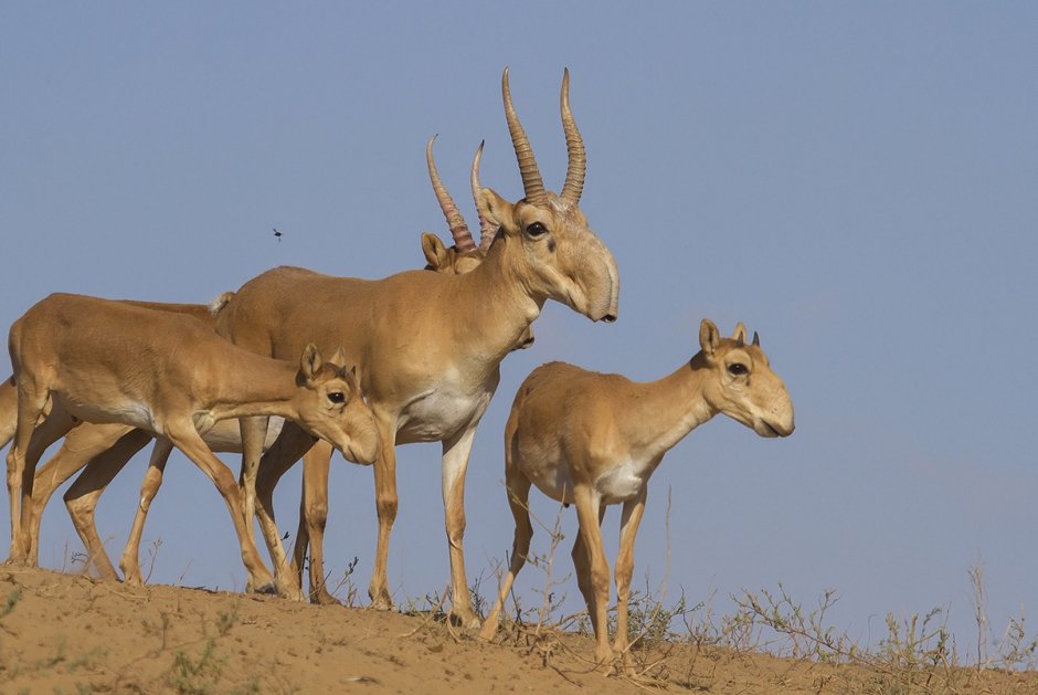 Сайгак животное пустыни