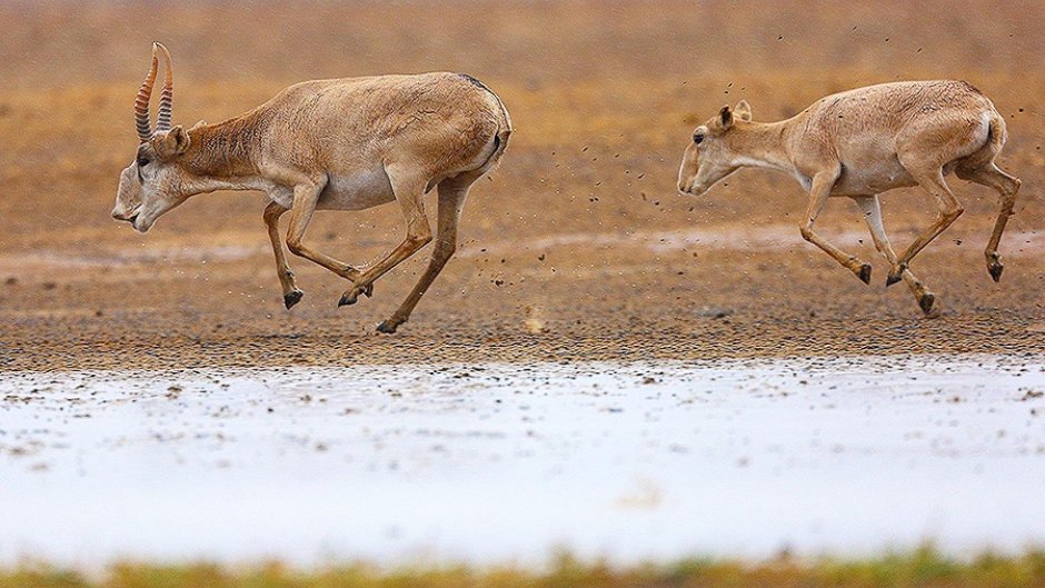 Степная антилопа Сайгак