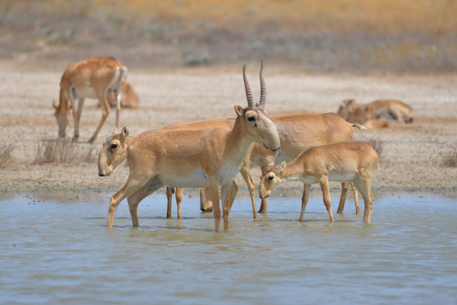 Сайгаки в Калмыкии