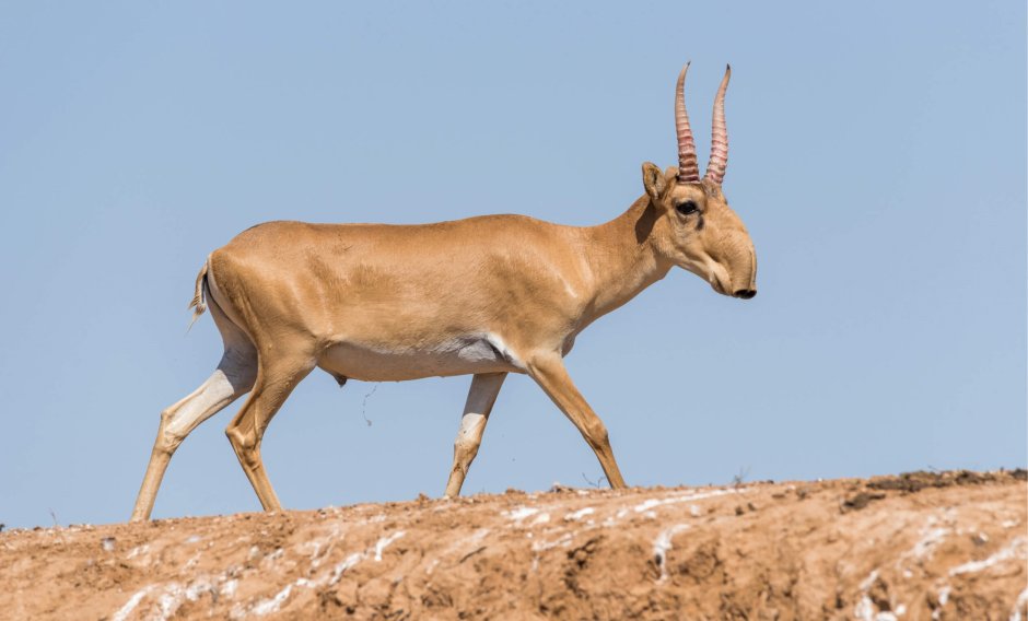 Сайгак Волгоградской области