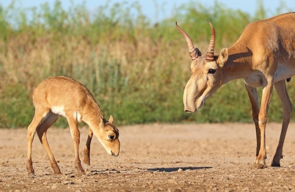 Сайга антилопа