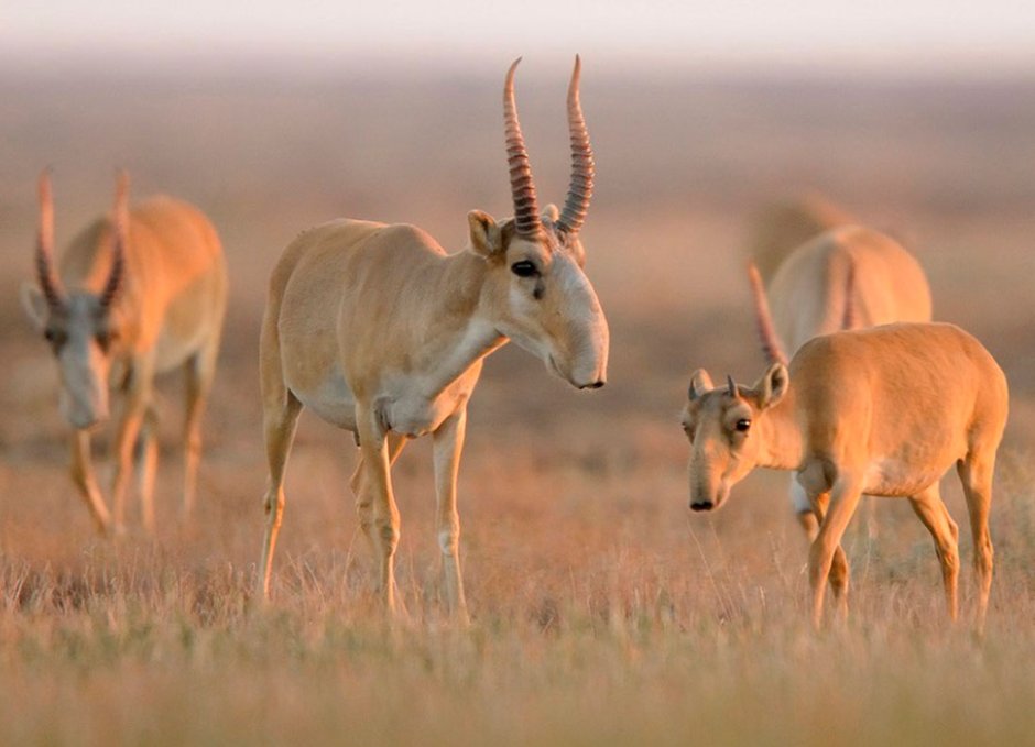 Сайга (Сайгак)