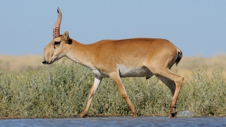 Астраханский Степной Сайгак