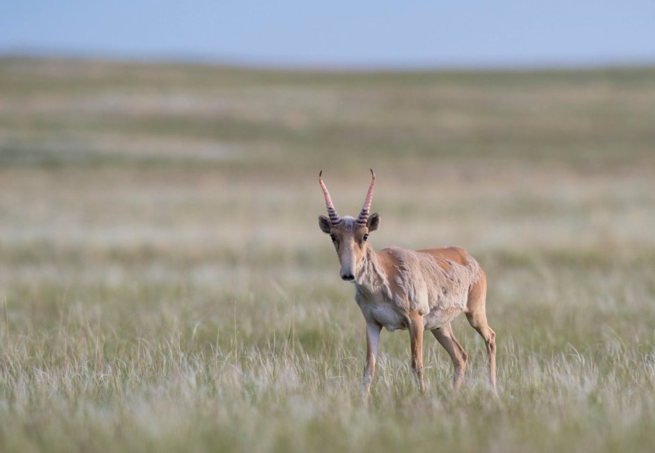 Сайгак Saiga tatarica