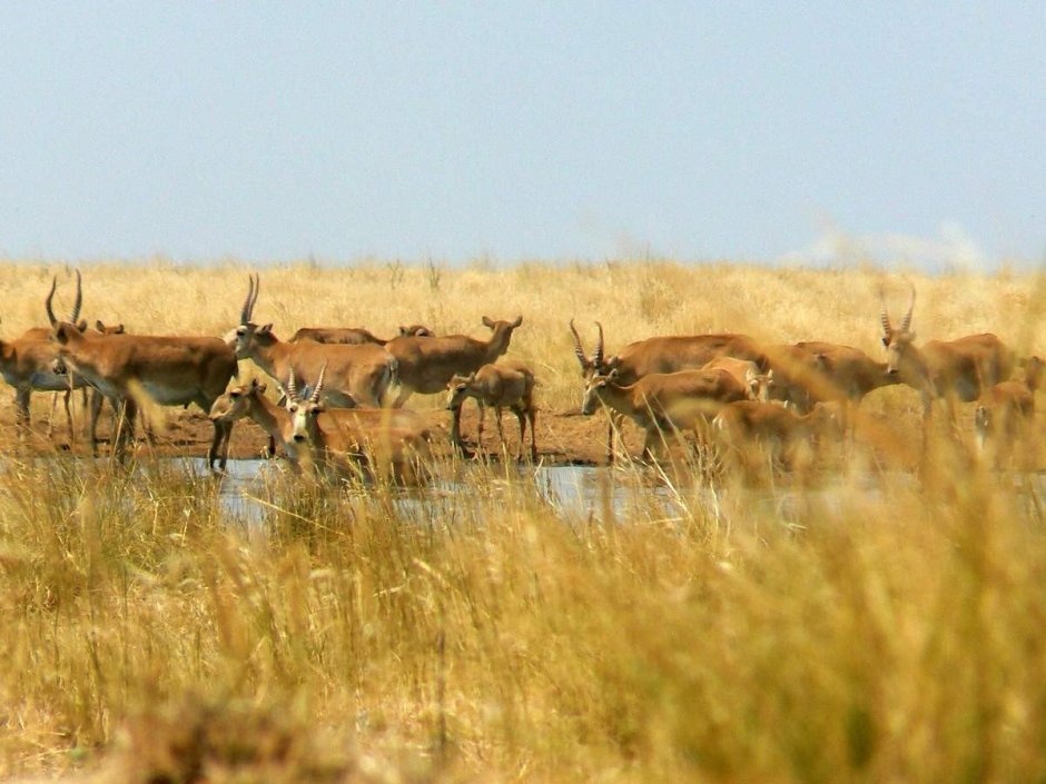 Сайгак в пустыне