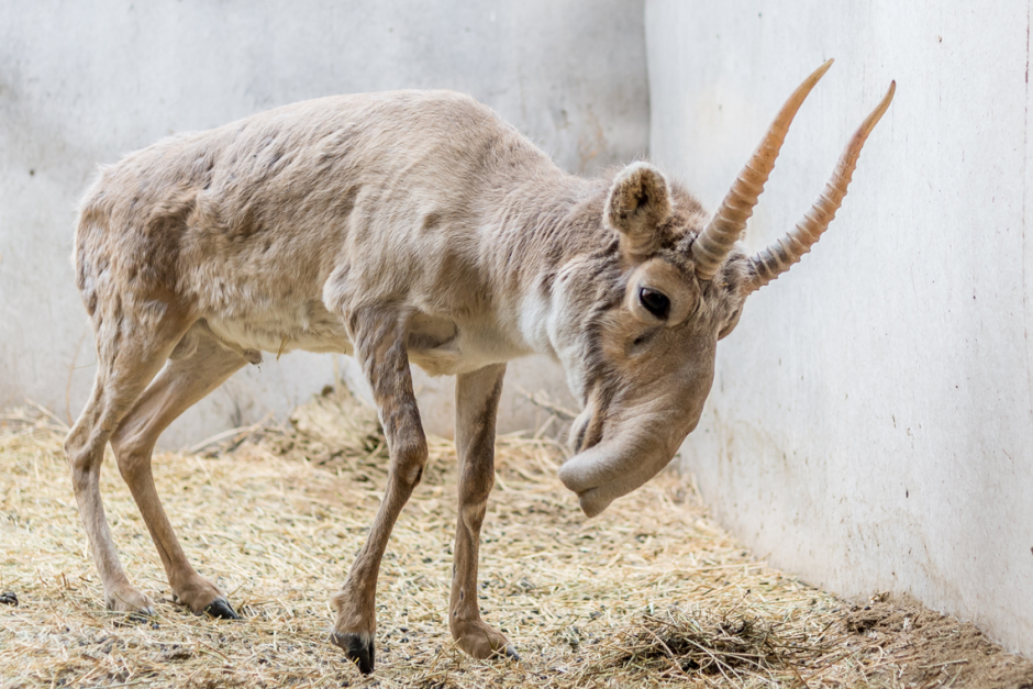 Сайгак Степной