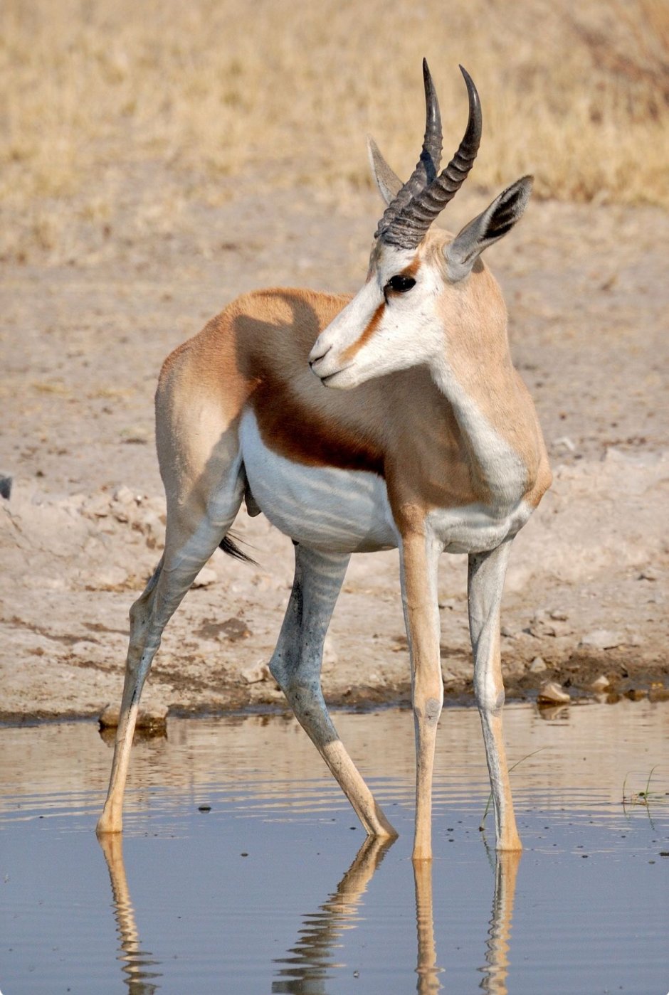 Спрингбок (антилопа-прыгун)