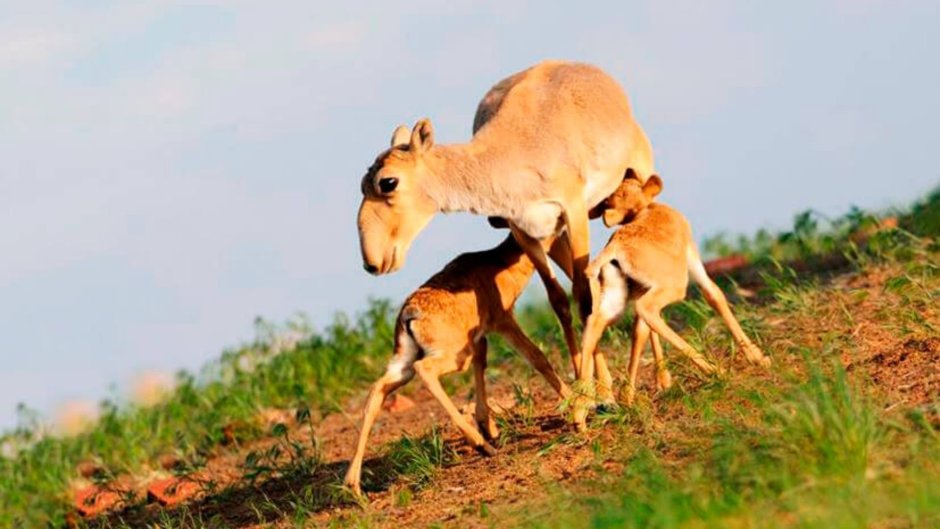 Охота на сайгаков в Калмыкии