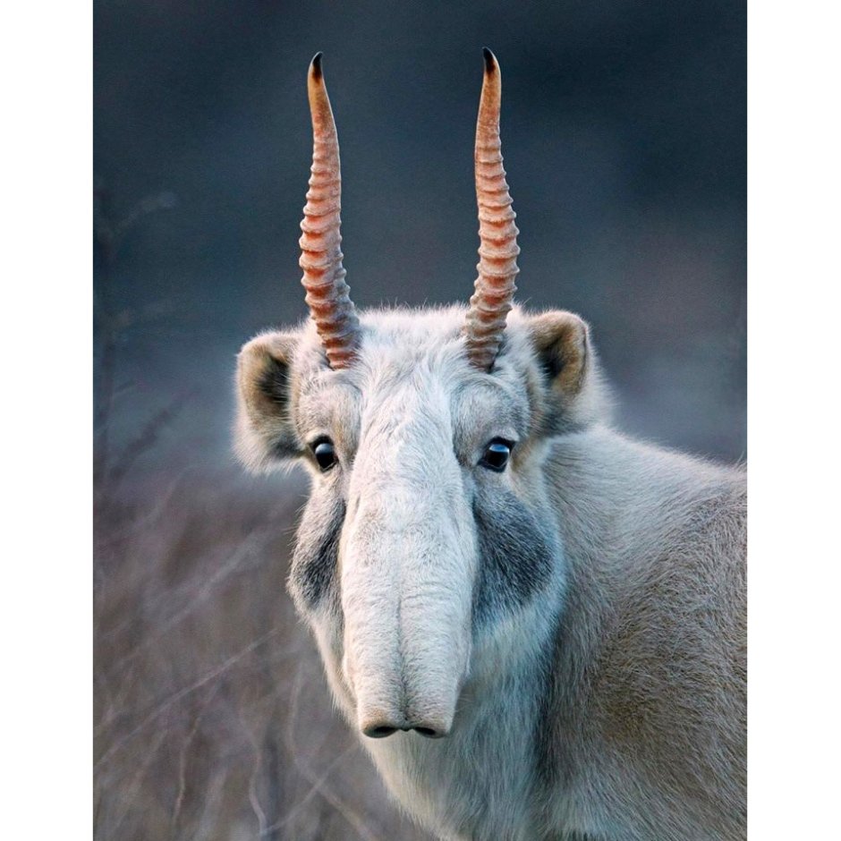 Рог антилопы Сайга