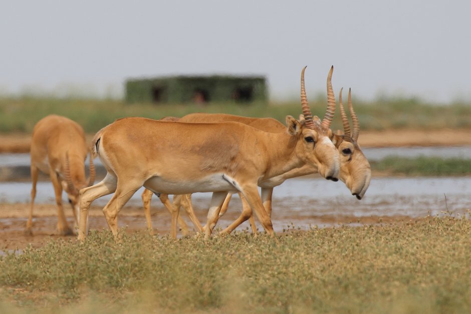Сайга (Сайгак)