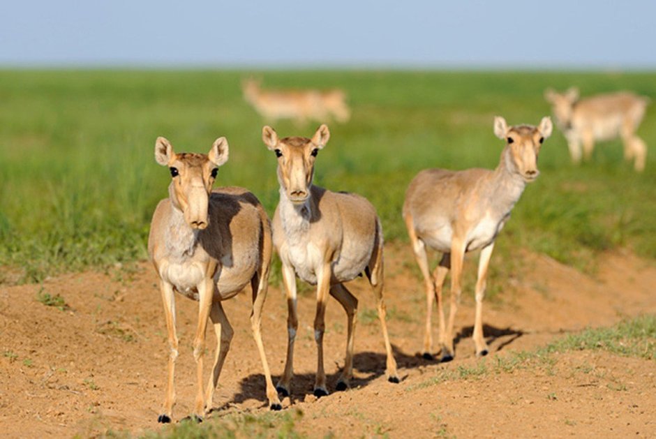 Как пьет воду Сайгак