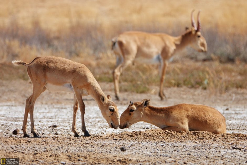 Сайга (Сайгак)