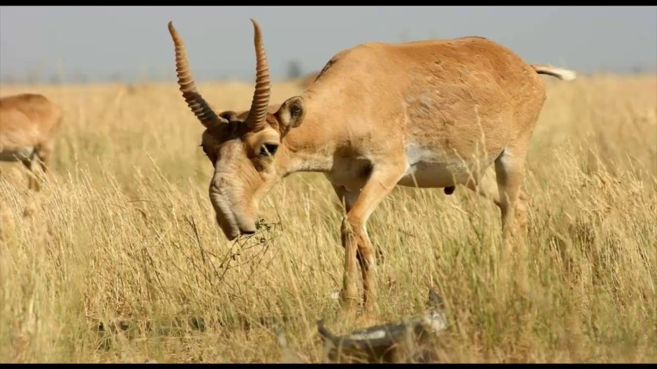 Монгольский Сайгак