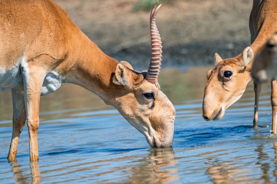Сайга (Сайгак) Казахстан