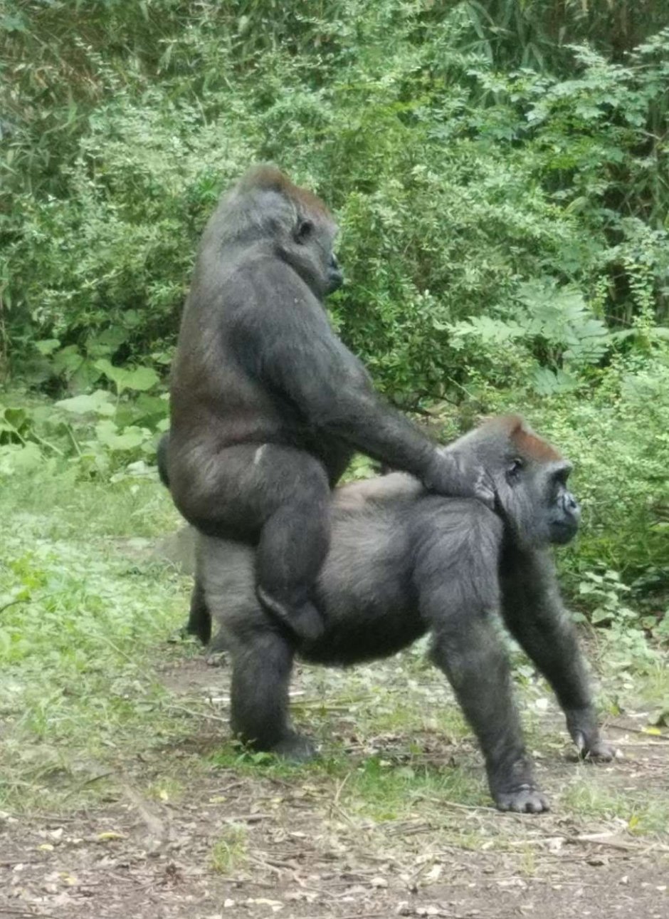 Обезьяна с яйцами