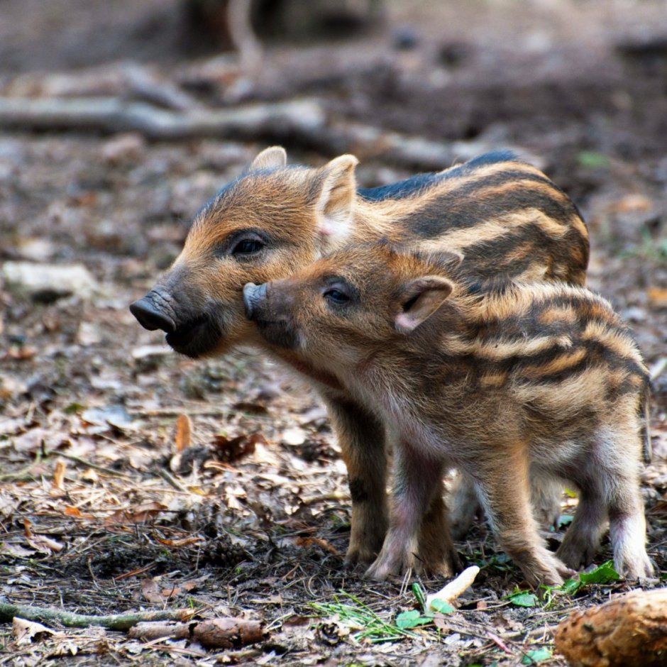 Кабаниха с кабанятами