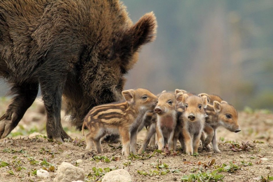 Детеныш кабана