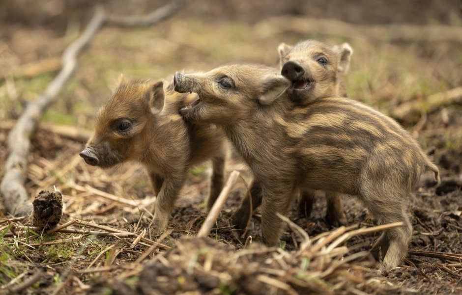 Детеныш дикого кабана
