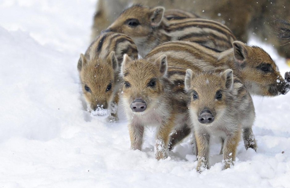 Кабанята полосатые