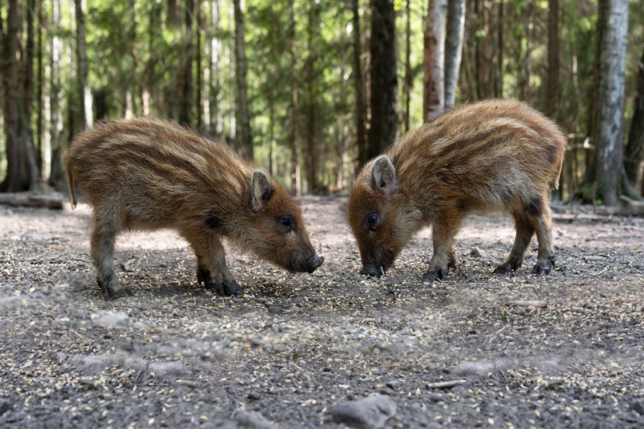 Поросята дикого кабана
