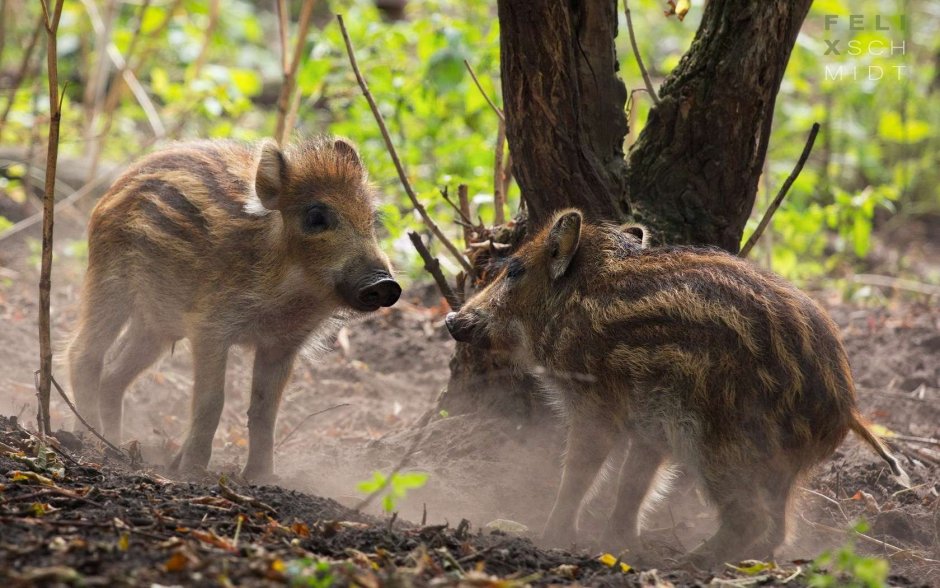 Кабанчики с кабанятами.